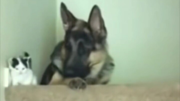 German Shepherd takes the kitten up the stairs… Hey, that’s not how you’re supposed to carry it…