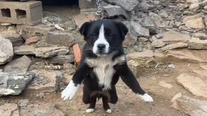 “Tình yêu của chó thật hồn nhiên, thẳng thắn”