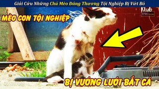 Review Giải Cứu Những Chú Mèo Đáng Thương Tội Nghiệp Bị Vứt Bỏ