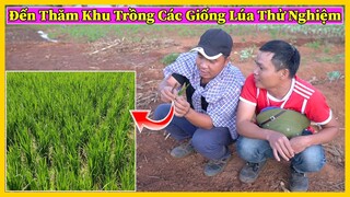 Trồng Lúa Thí Điểm Tập 3 || Đến Thăm Khu Trồng Các Giống Lúa Thử Nghiệm Xem Phát Triển Ra Sao ?