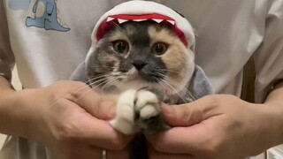 Kucing Hiu menggosok tangan