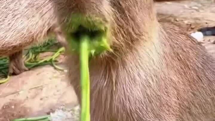 Capybara: I can’t eat it all! There’s just no way I can finish these bean sprouts!