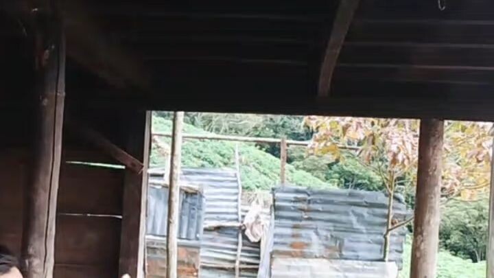 video viral