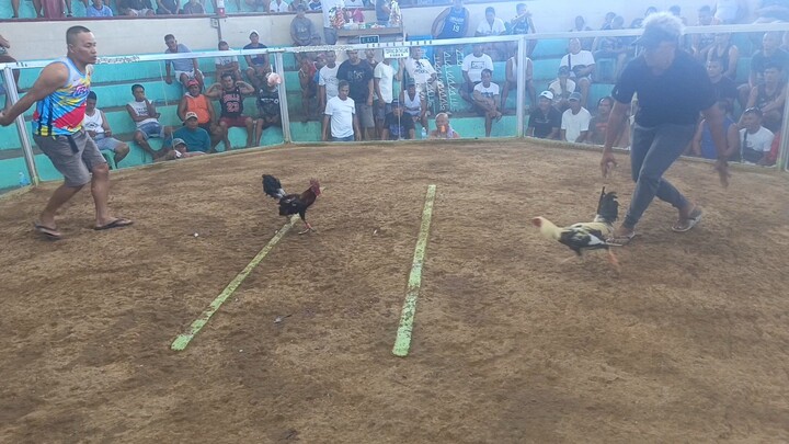 High Action Frost Grey 2x winner