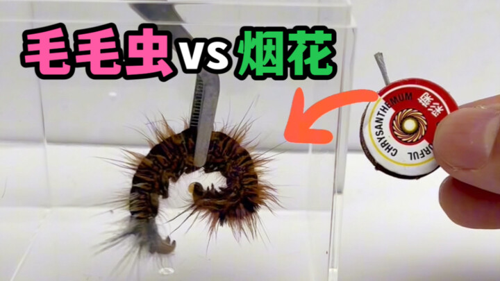 What happens when you combine a giant caterpillar with a spinning firework?