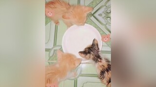 mèo dễ thương quá diiii