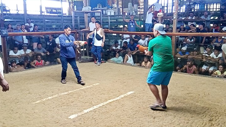 ang aking broodcock na golden boy sweater grabi binugbog pero Bigla namatay kalaban na bulik 😂