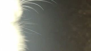 养的时间长了，真的是有感情了，这也是它命里不该绝