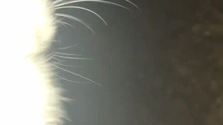 养的时间长了，真的是有感情了，这也是它命里不该绝