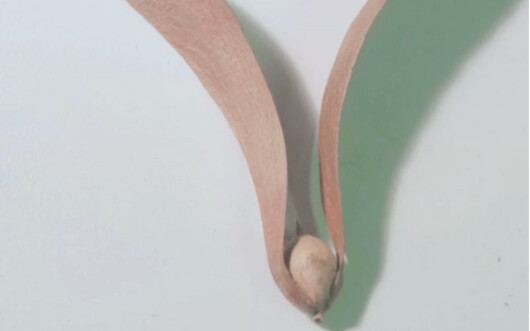 办公室试玩现实中的金色飞贼