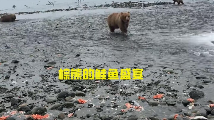 Alaska Brown Bears’ Salmon Feast: There’s Just Too Much to Eat!