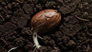 Title:🌱 From a Tiny Seed to a Fruitful Tree | Amazing Natural Growth Time-LapseDescription:What if