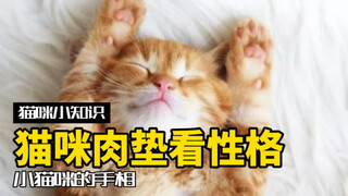 选猫攻略！通过猫爪子也能看出猫的性格？