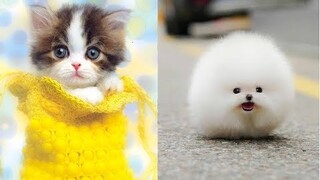 Những chú Chó Mèo siêu hài hước và đáng yêu *** Hot Tik Tok *** #27
