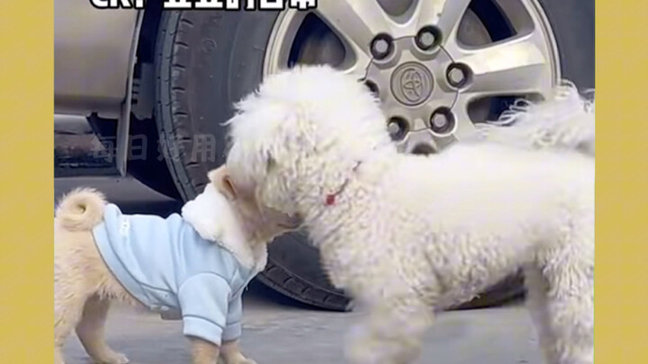 “I thought the beginning was already hilarious, until I saw the ending…” #Funny #Dogs #Cute #Twist