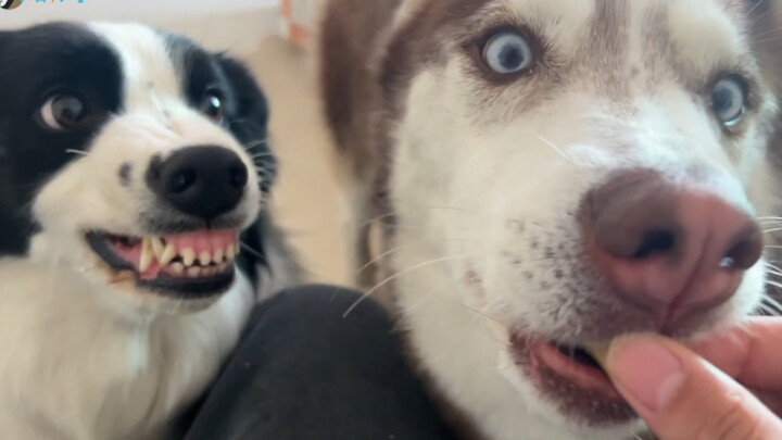 Husky: Kamu lagi ngejailin aku kayak anjing, ya?