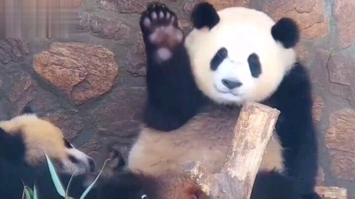 Đầu thai thành công