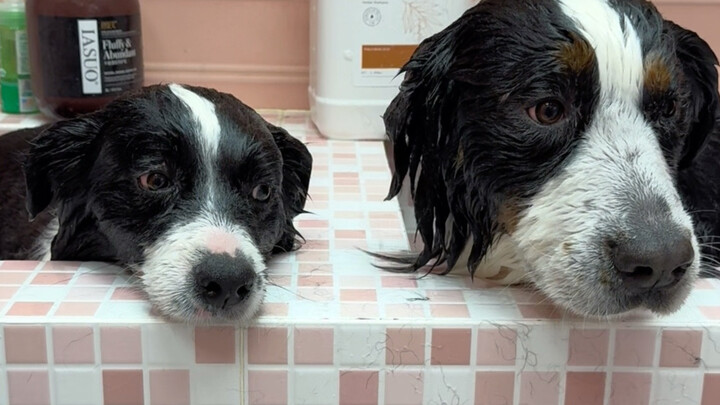 Today, I’m giving a complete makeover to a Bernese Mountain Dog that hasn’t had a bath in a year.