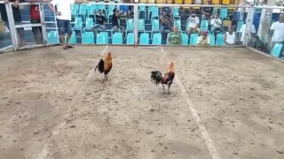 fight for champion 🏆 galing ng manok ko