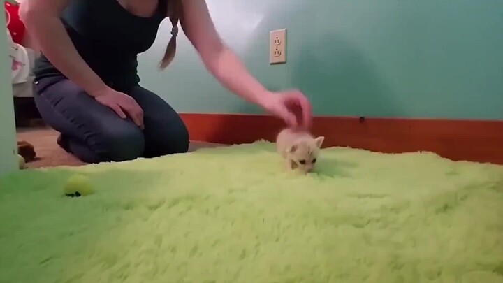 เจ้าของสอนลูกจิ้งจอกน้อยเดิน พอปล่อยมือปุ๊บ น้องก็รีบพุ่งเข้าไปซุกตักเธอเลย น่าเอ็นดูสุดๆ!