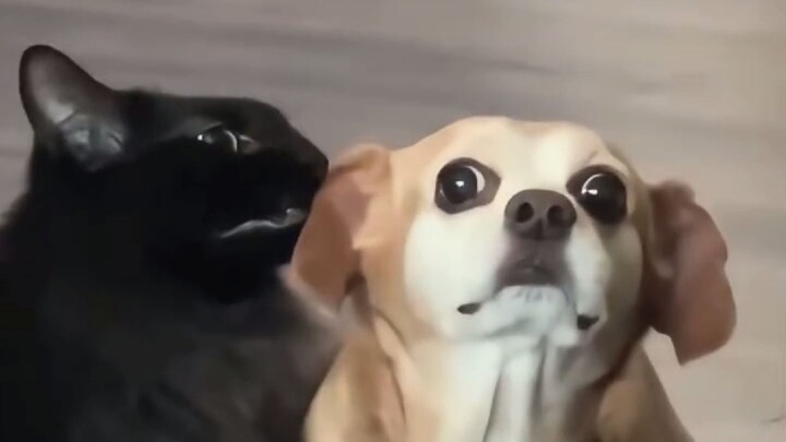 Cat&Dog😂