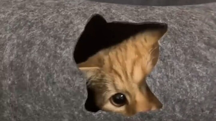 Setiap pengalaman pertama dalam kehidupan kucing max si oranye kecil