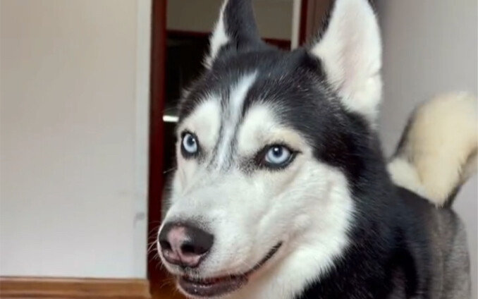 Your Korokuru Duck just jumped over!