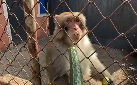 ความปรารถนาตลอดชีวิตของฉันคือการออกมาฆ่าคุณ