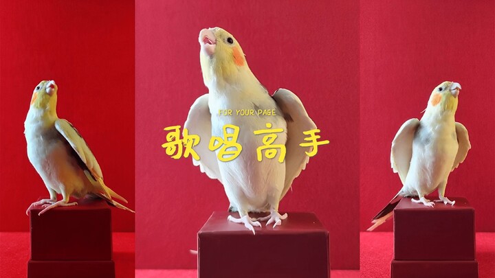 超会唱歌的玄凤鹦鹉 🎤 🎶 🥰