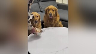 dỗi dỗi nun , cho thằng kia ăn hết đi ,dỗi🤣🤣🤣AnCungTikTok thúcưng chócute lovedog dogs xuhuong funny chó_cưng TikTokDieuKy  chókhôn