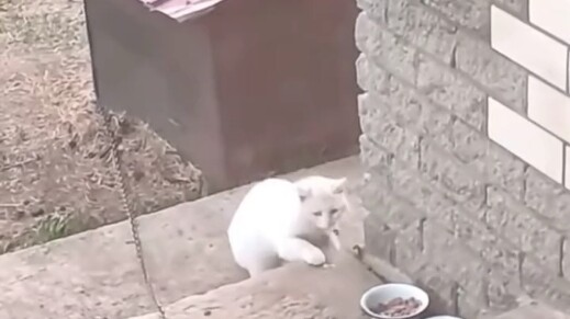 แมว: แม่ไม่เคยสอนเธอเลยรึไงว่าอย่าไปยุ่งเรื่องของคนอื่น