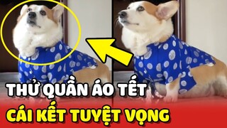Mua quần áo Tết về cho Corgi béo mặc thử và cái kết TUYỆT VỌNG 😂 | Yêu Lu