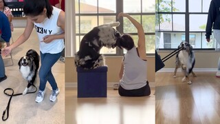 我家狗狗看到这视频后，沉默了