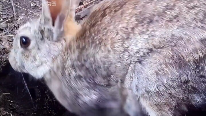 A wild rabbit mother heartlessly buries her baby rabbits alive in the dirt—truly伟大的母爱#神奇动物