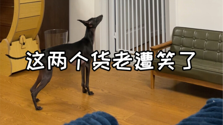 Haha! Cậu nhóc họ Trương ngày nào cũng sống trong cảnh thót tim hết cả!