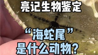 【Liangji Identifikasi Biologis】"Bintang Ular Laut" itu hewan apa?