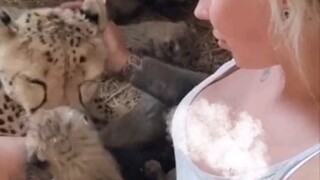أنجبت مربية أجنبية جميلة فهدًا وبعد بضعة أشهر أصبح لديها مجموعة من المتابعين الصغار.