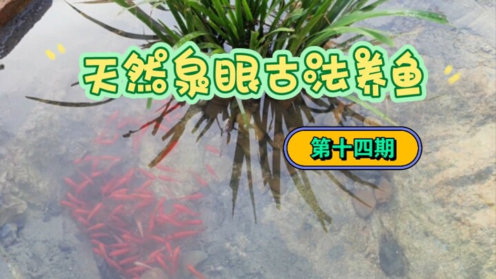 Setelah saya memasukkan lebih dari seratus ekor ikan kecil ke dalam kolam, saya membuat sebuah taman