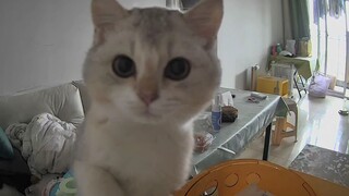 “猫 猫 祟 祟！ 猫猫的坏心思全写在脸上”
