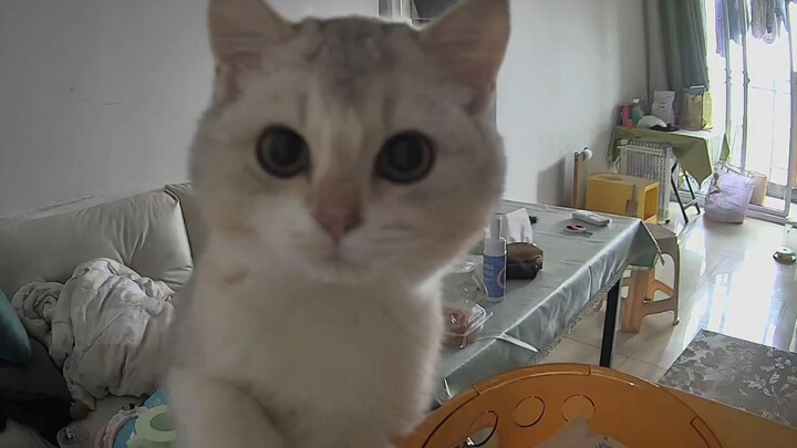 “猫 猫 祟 祟！ 猫猫的坏心思全写在脸上”
