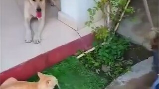 Anjing-anjing yang telah dikalahkan oleh kucing...