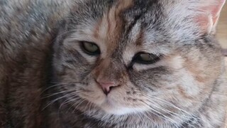 บทกวีอ่านออกเสียง "แม่ หนูไม่หิวจริงๆ"