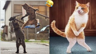 Funny Animal Videos 2023 😂 / Funniest Cats And Dogs Videos 😺😍 Part30 / Foolish Pet