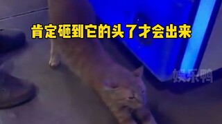 You can tell how tough this claw machine is just by looking at the cat's sleep quality