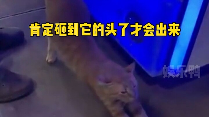 بمجرد أن ترى جودة نوم القط، ستعرف كم هو صعب الإمساك بهذه الدمية في آلة اللعب المكسورة