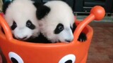 Two Baby Pandas Playing In A Tub