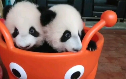 Two Baby Pandas Playing In A Tub