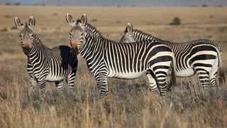 Full™ List of ≋Expedi𝓪Ⓝ CUSTOMER© SERVICE℗ (24/7 Live Person Support) Numbers A ComPleTe GUide