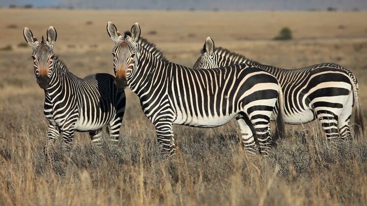 Full™ List of ≋Expedi𝓪Ⓝ CUSTOMER© SERVICE℗ (24/7 Live Person Support) Numbers A ComPleTe GUide