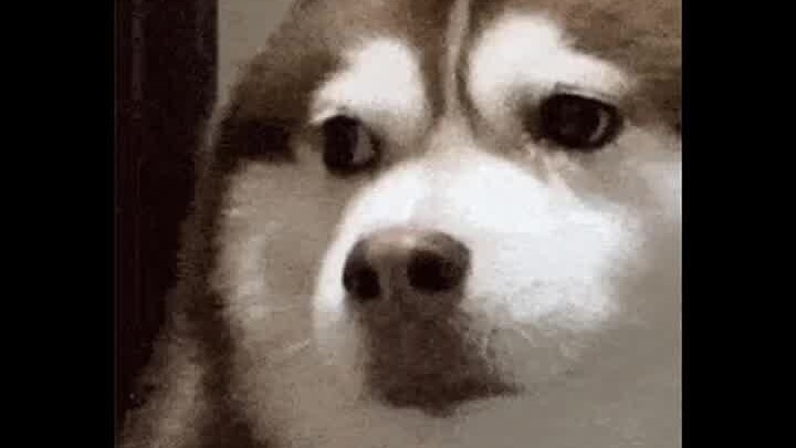 【Tōjō Yūu】Video terbaru sudah tayang, dukung dengan subscribe!